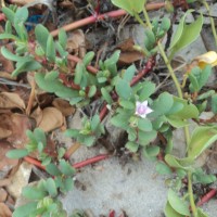 <i>Sesuvium portulacastrum</i>  (L.) L.